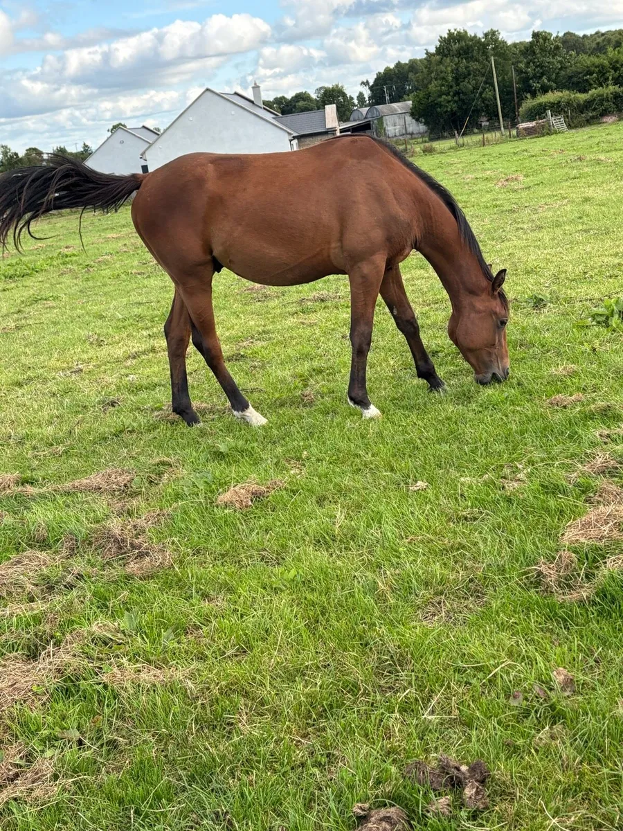 2yo ISH Colts - Image 4