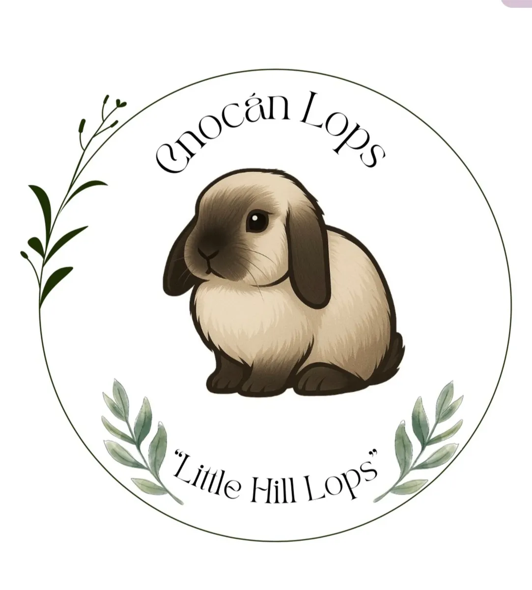 Pedigree mini lop - Image 1