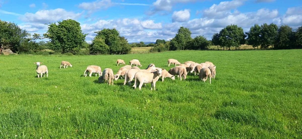 25 Easycare ewe lambs - Image 2