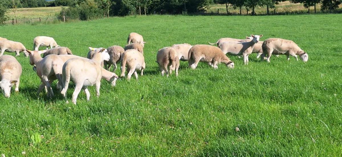 25 Easycare ewe lambs - Image 3