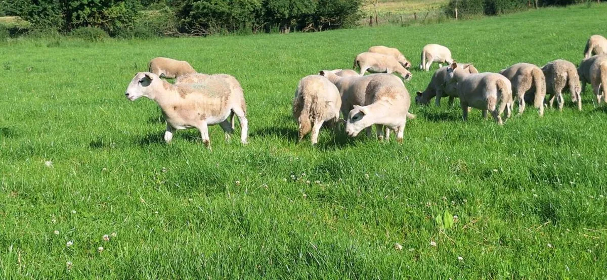 25 Easycare ewe lambs - Image 4
