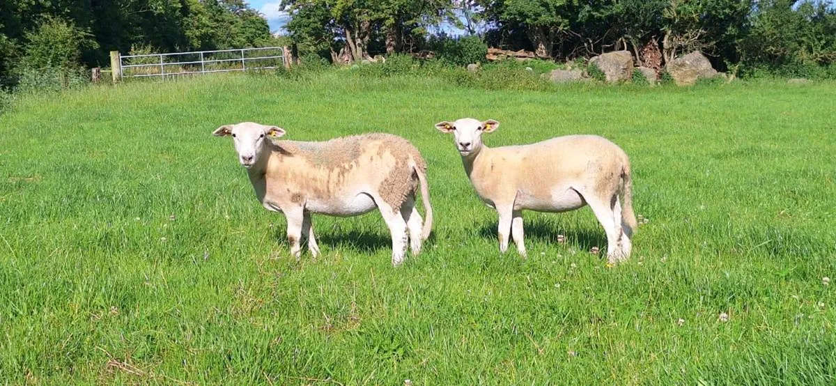 25 Easycare ewe lambs - Image 1