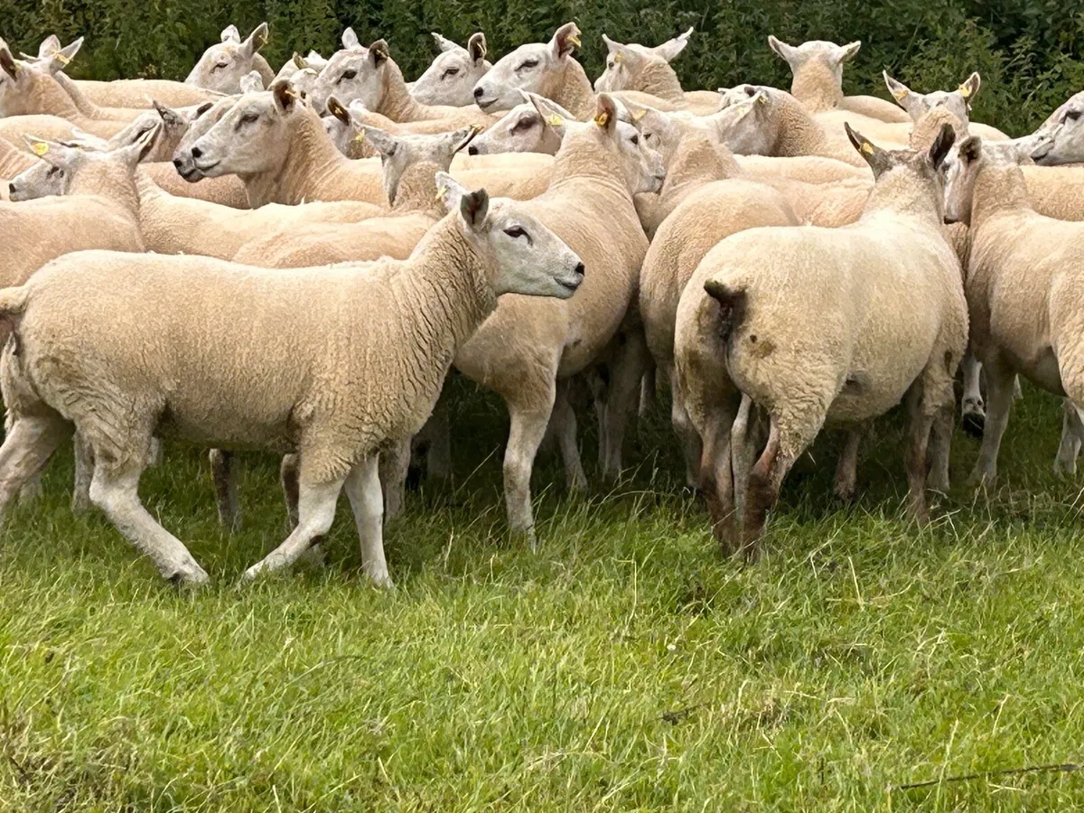 Sheep for sale - Image 1