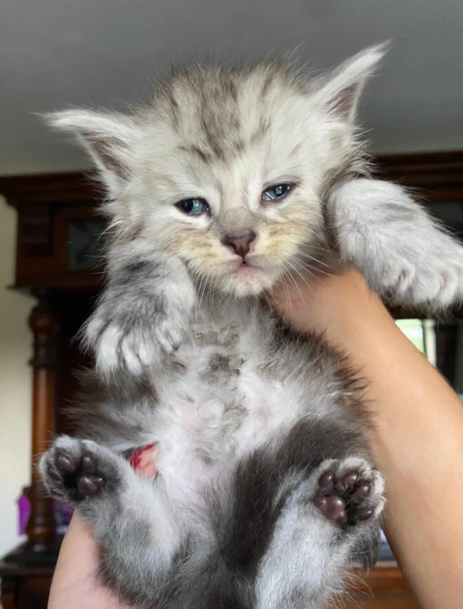 Maine Coon Kittens - Image 4