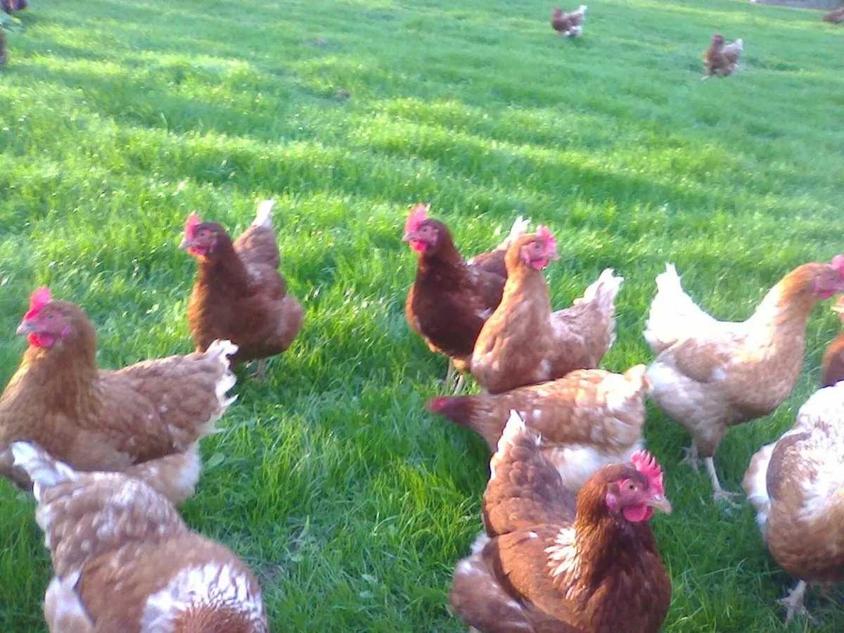 Point of lay pullets