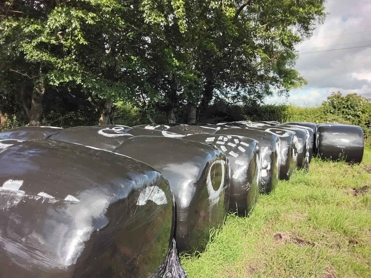 Haylage for sale - Image 1