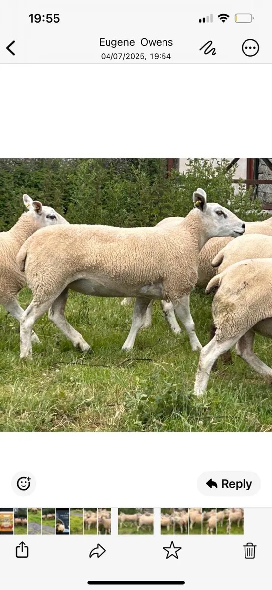 Sheep for sale - Image 2
