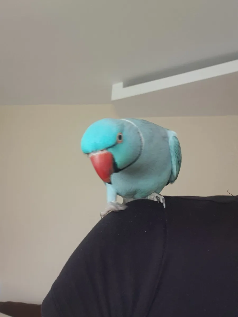 Birds - Image 1