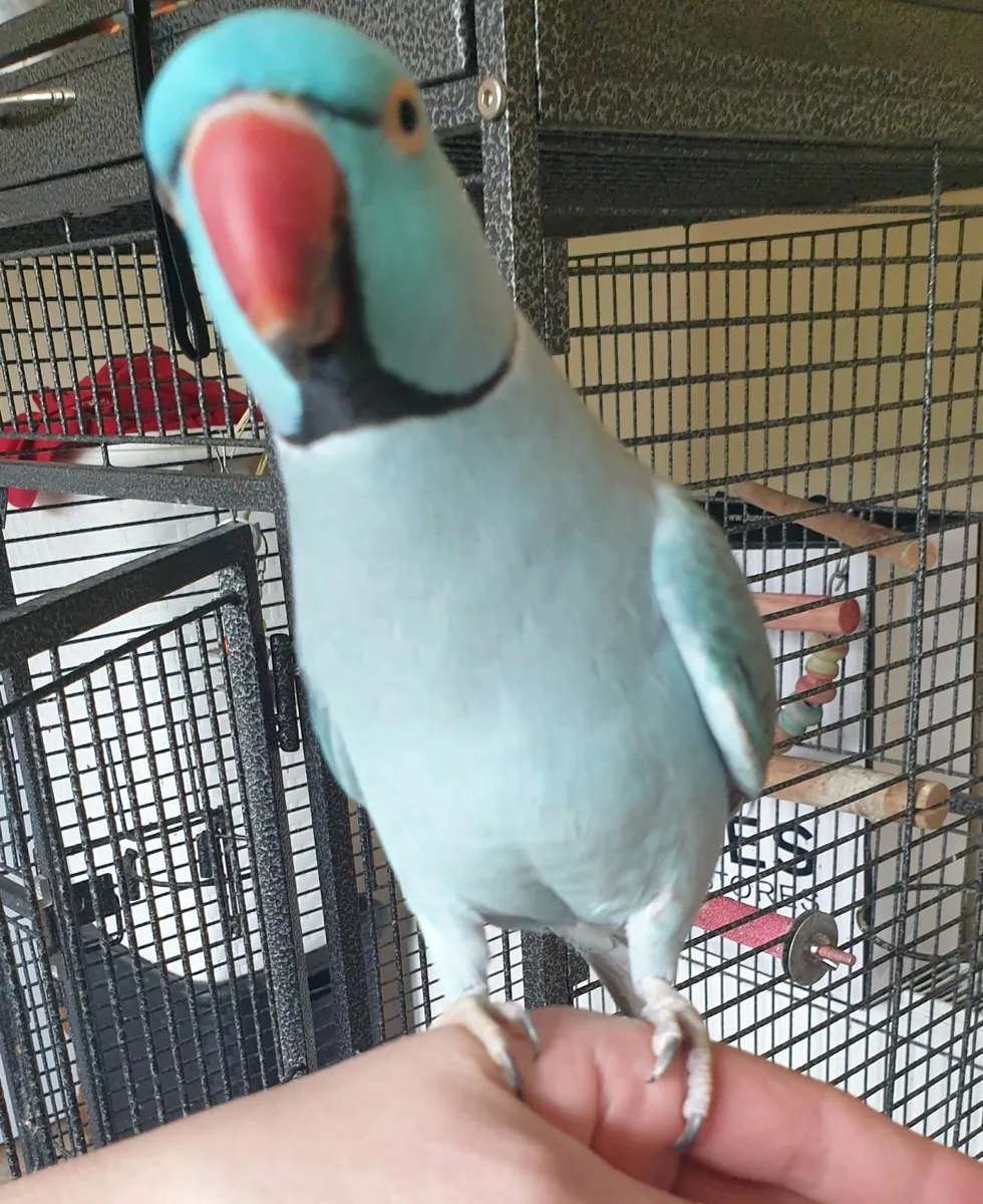 Birds - Image 2