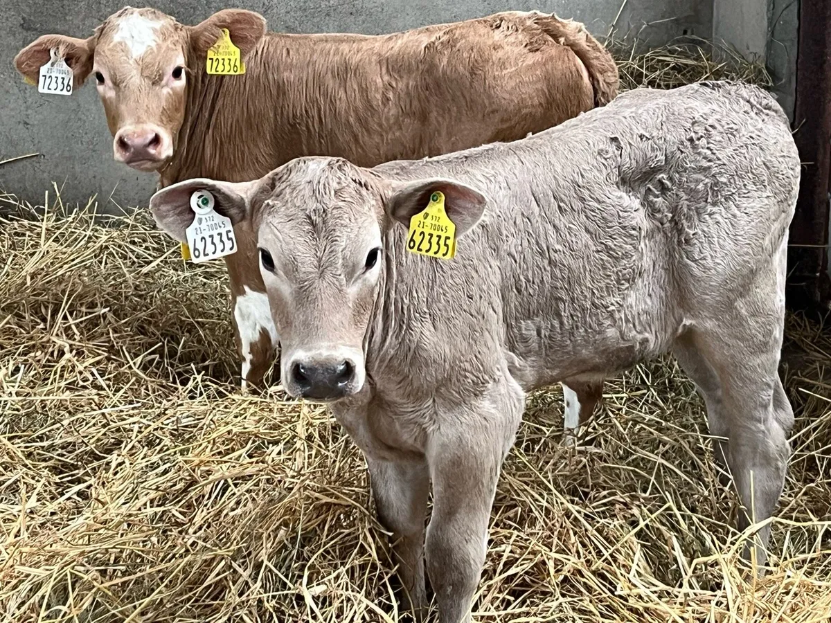 Serious 5 ⭐️ CH Heifer Calves - Image 1