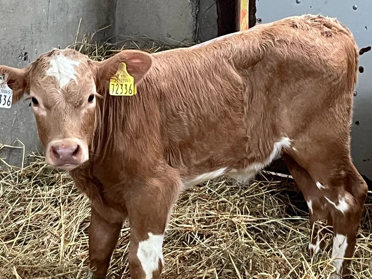 Serious 5 ⭐️ CH Heifer Calves - Image 2