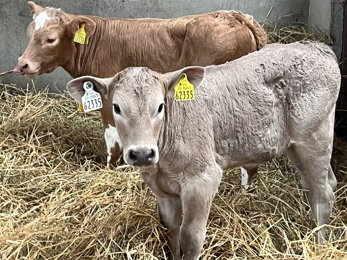 Serious 5 ⭐️ CH Heifer Calves - Image 3