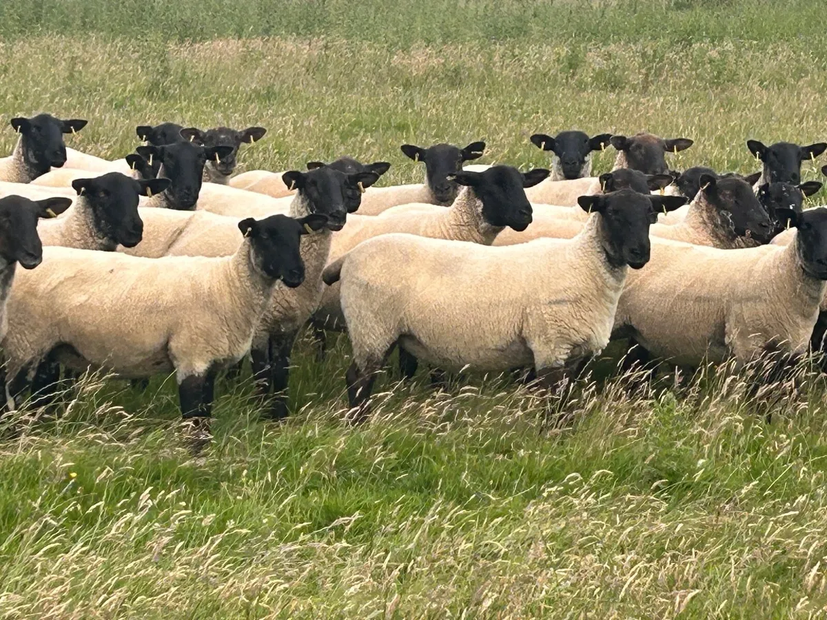 Sheep for sale - Image 4