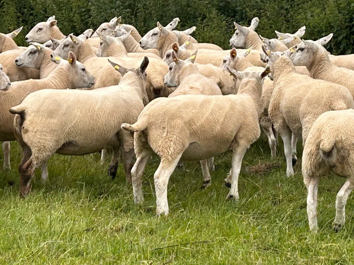 Sheep for sale - Image 3