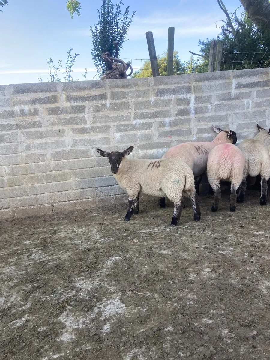 Cheviot x Suffolk ewe lambs - Image 1