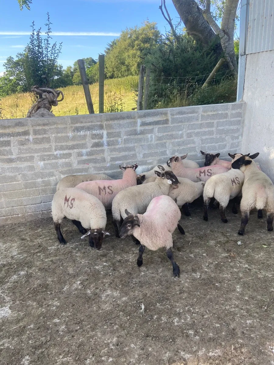 Cheviot x Suffolk ewe lambs - Image 3