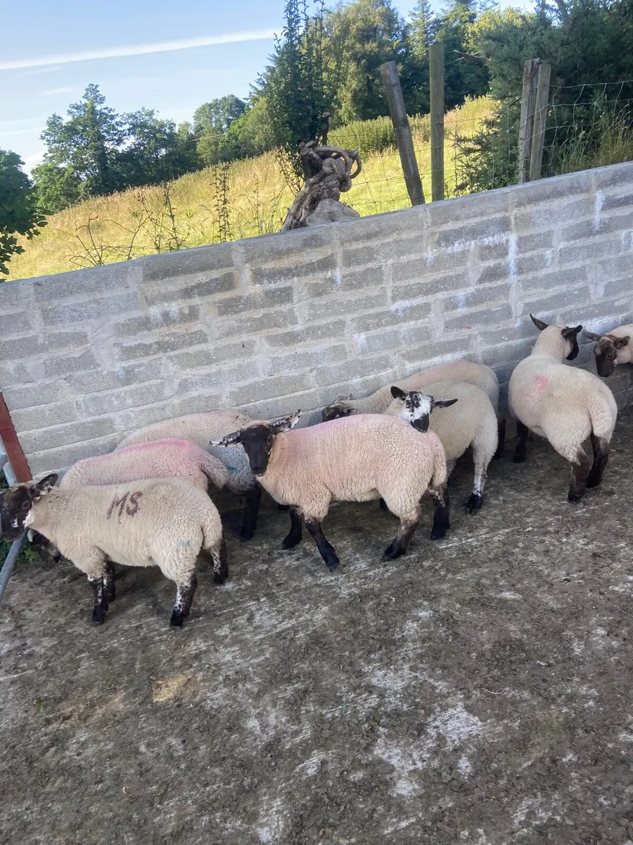 Cheviot x Suffolk ewe lambs - Image 4