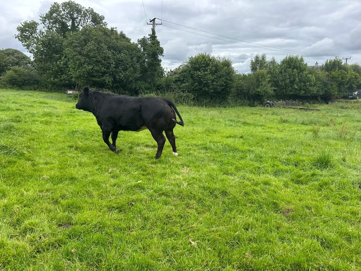 Breeding Heifers - Image 1