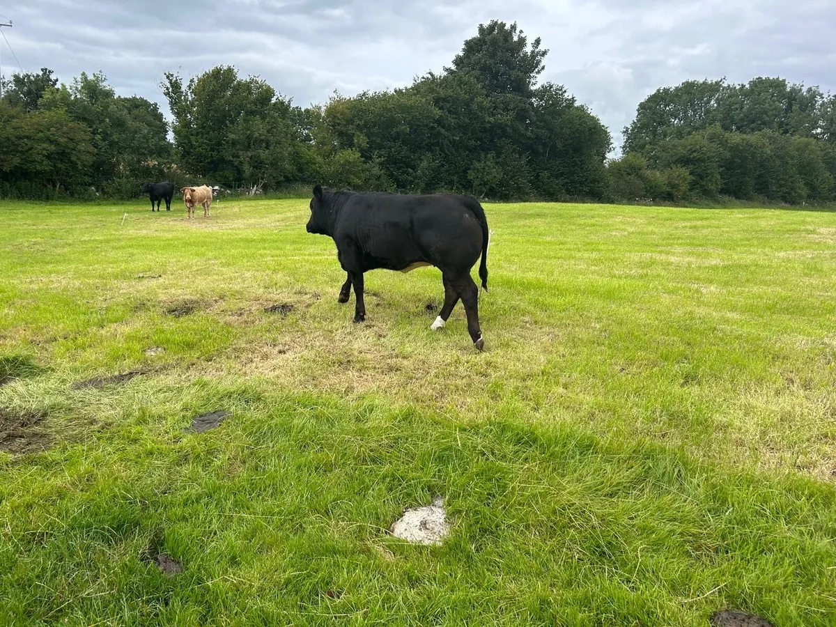 Breeding Heifers - Image 2
