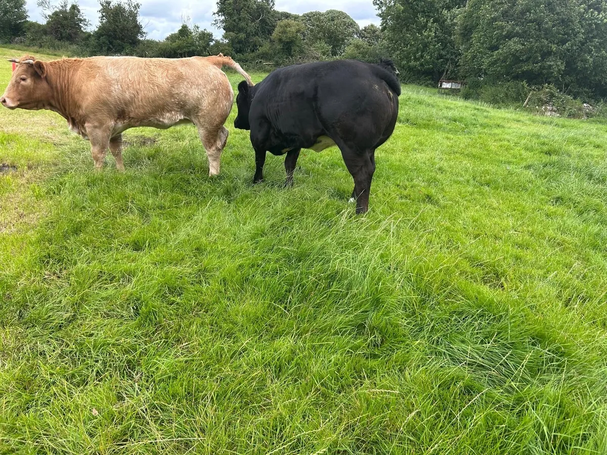 Breeding Heifers - Image 3