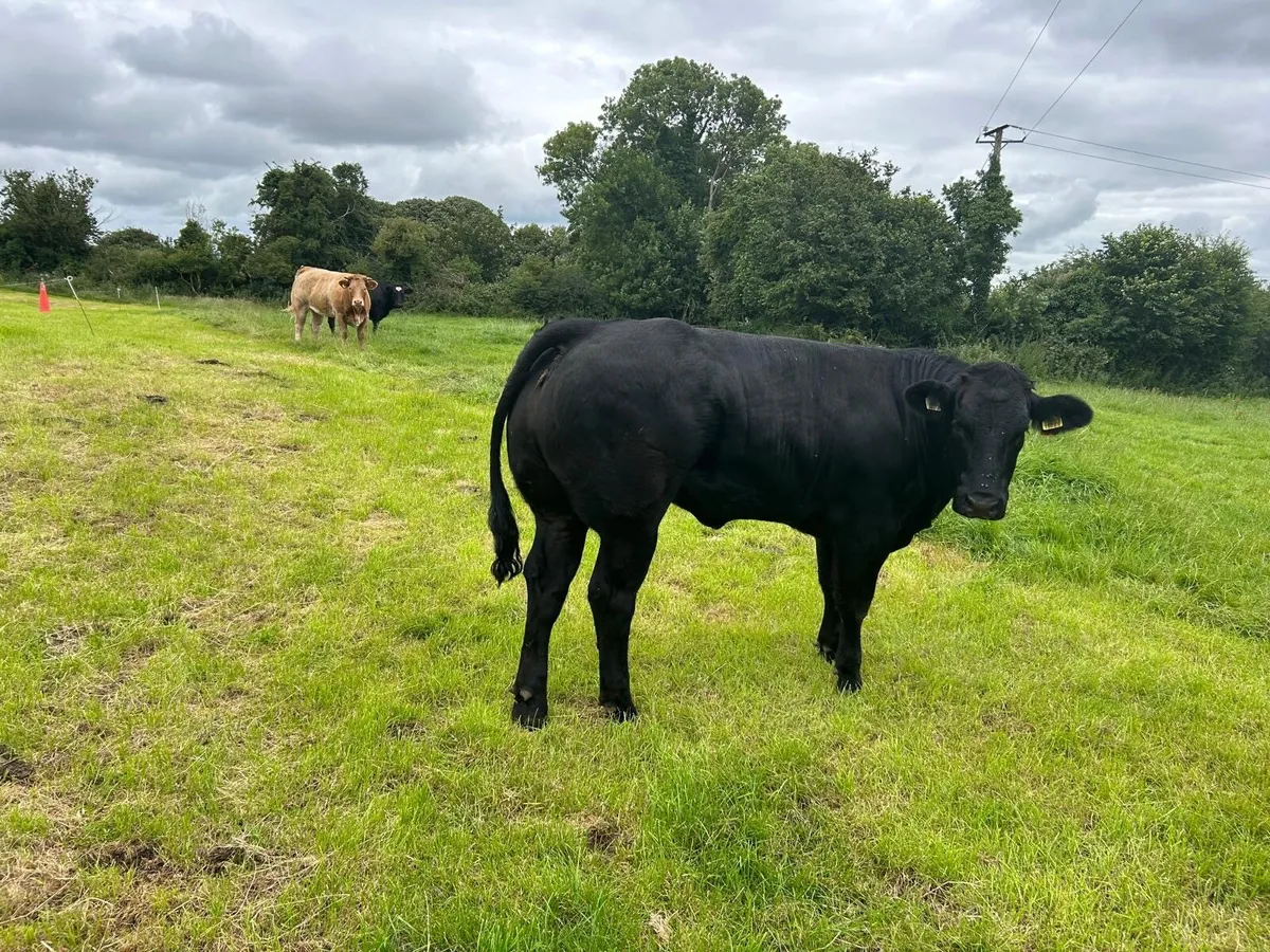 Breeding Heifers - Image 4
