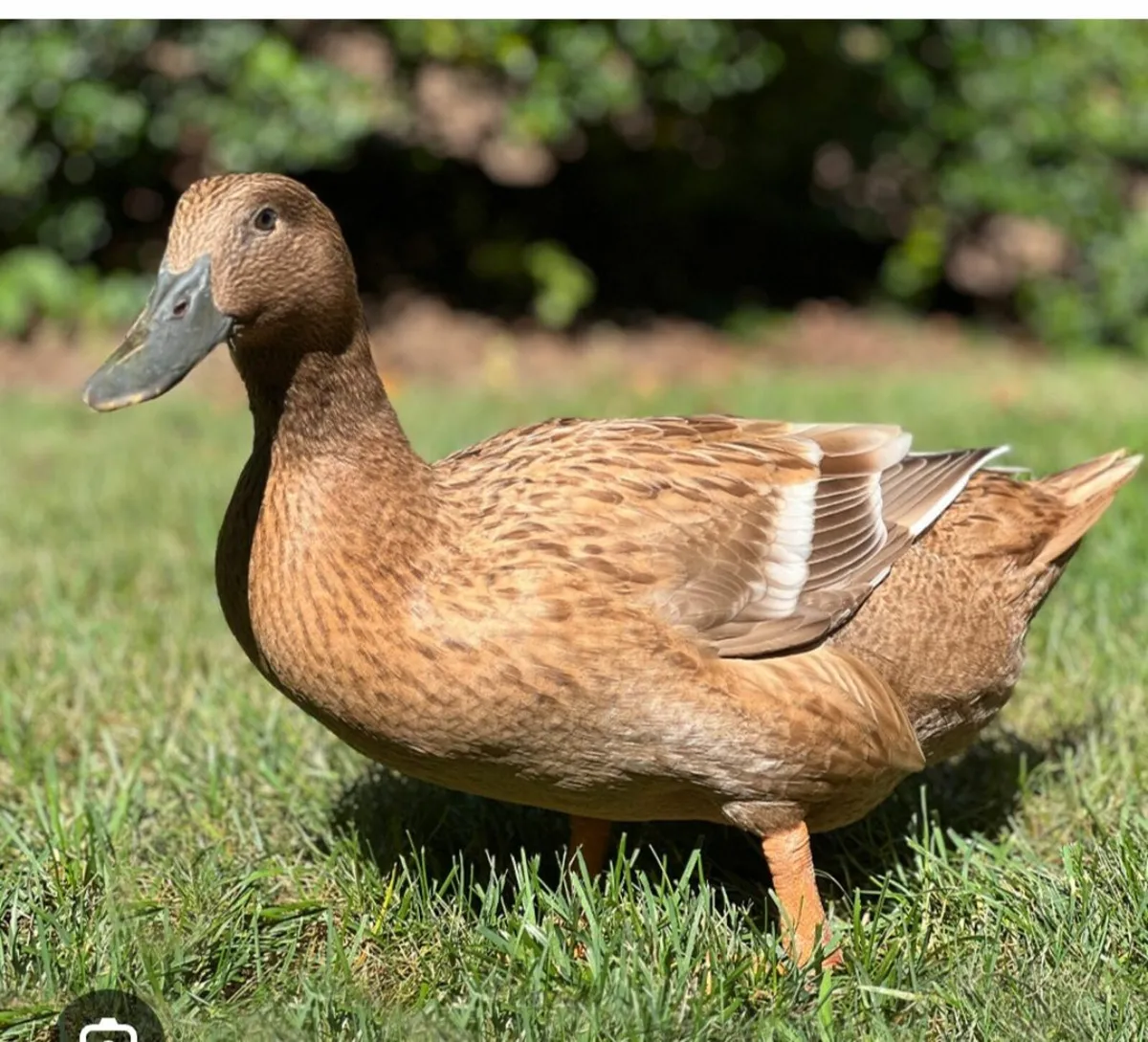 Ducks wanted