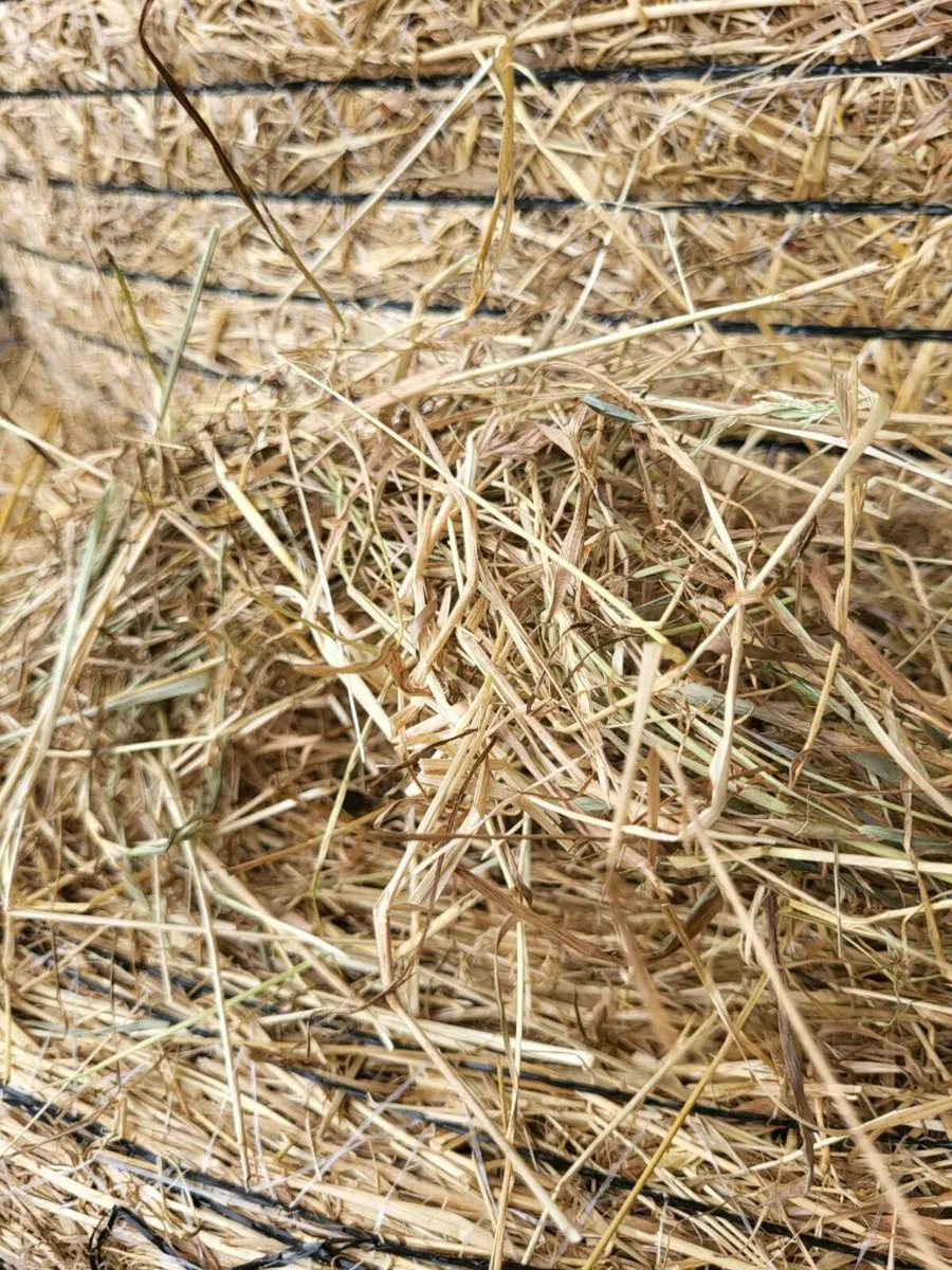 Hay and Straw - Image 1