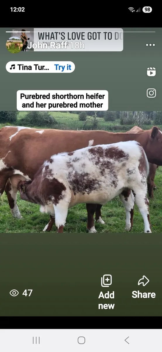 **** Purebred SH Heifer **** - Image 1