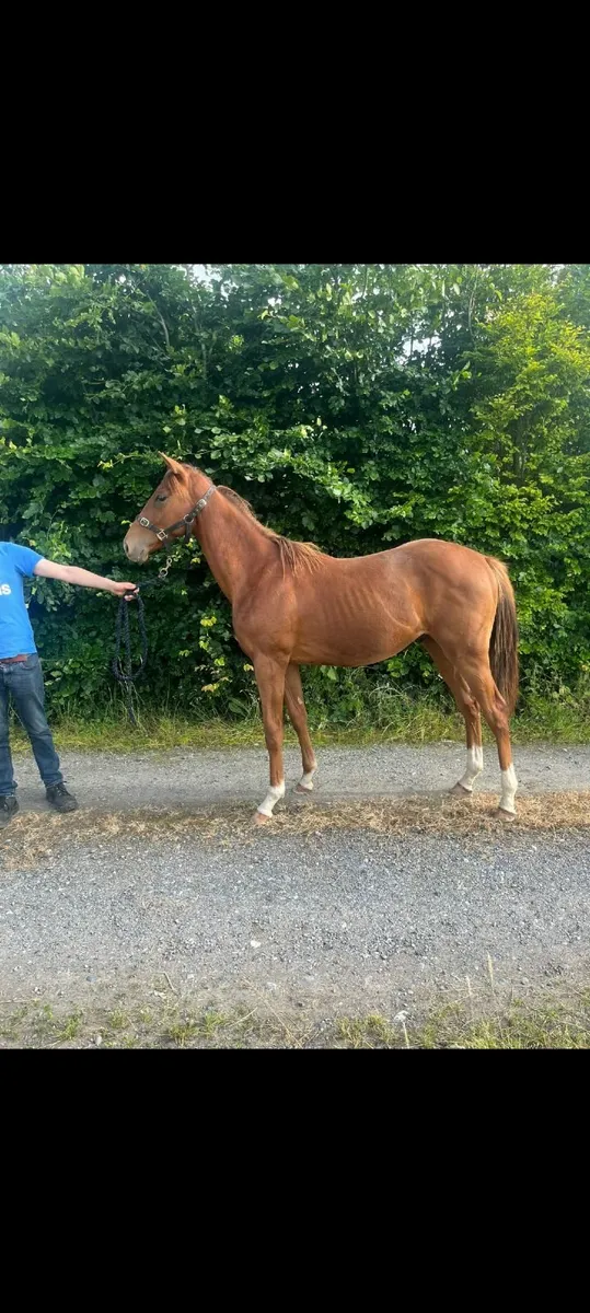 Horse - Image 1
