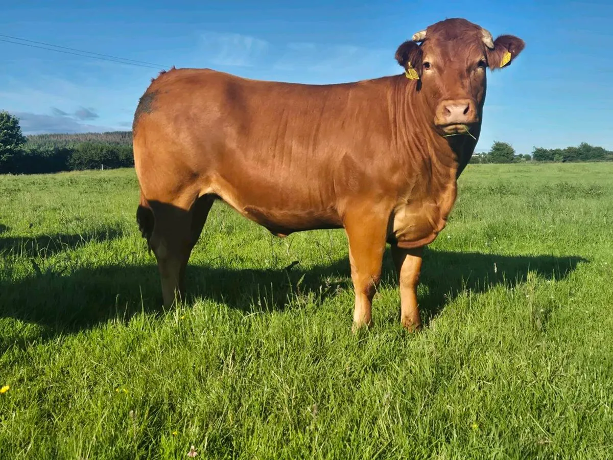 Breeding heifers - Image 2