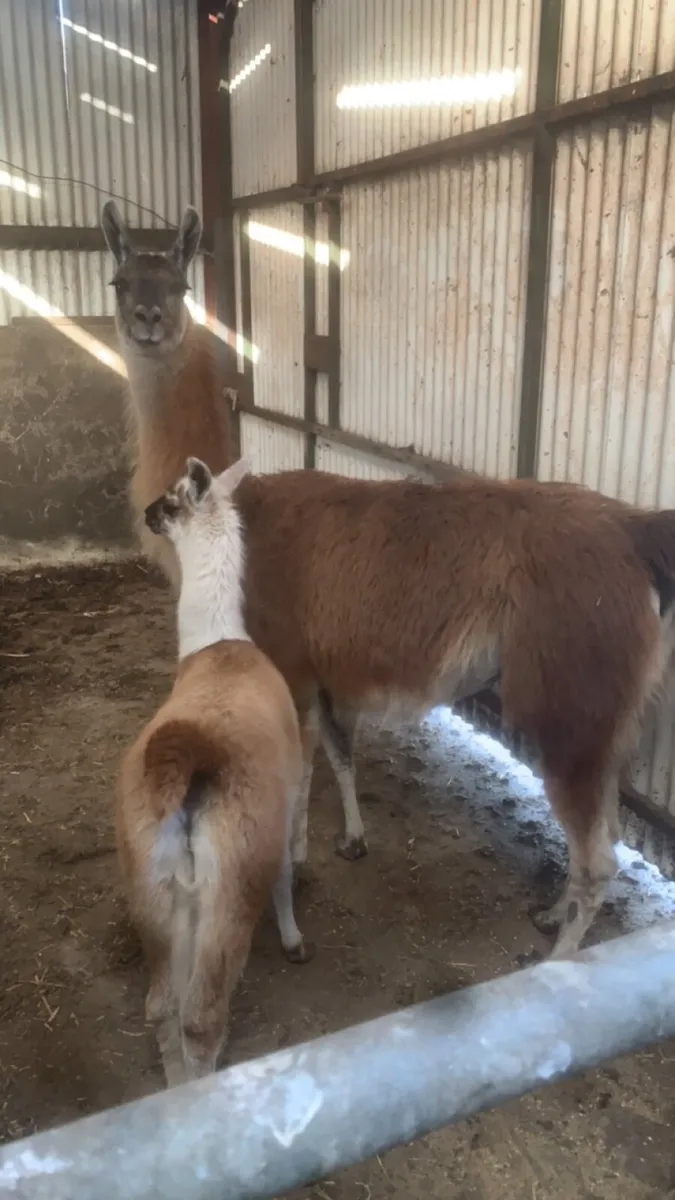 Llama pair - Image 1