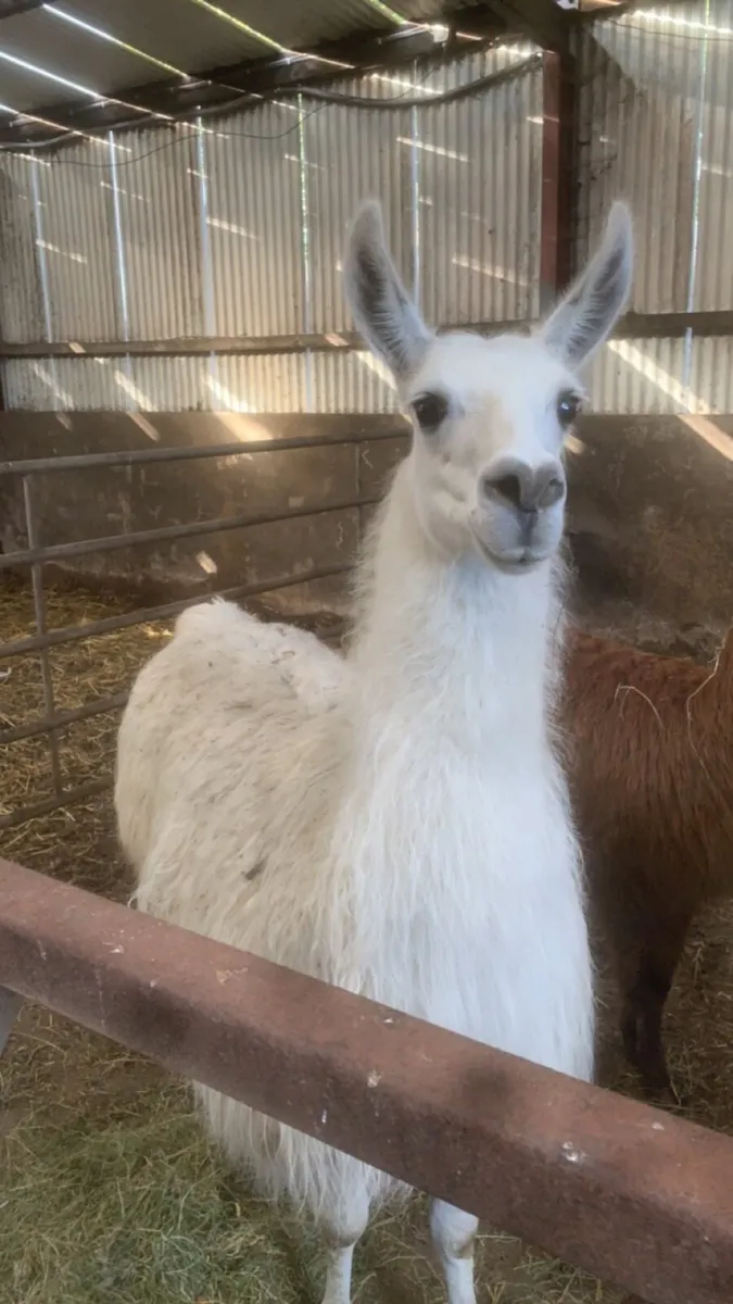Llama pair - Image 2