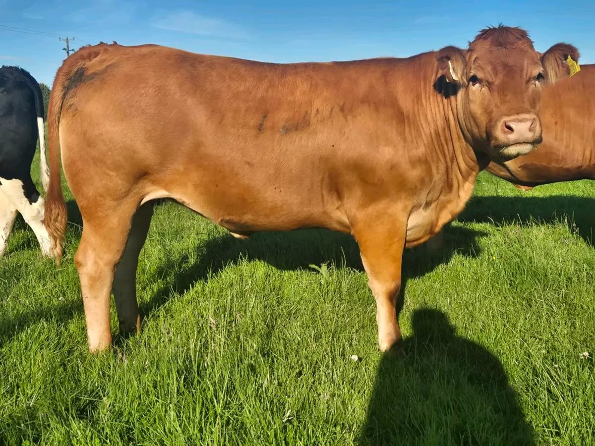 Breeding heifers - Image 3