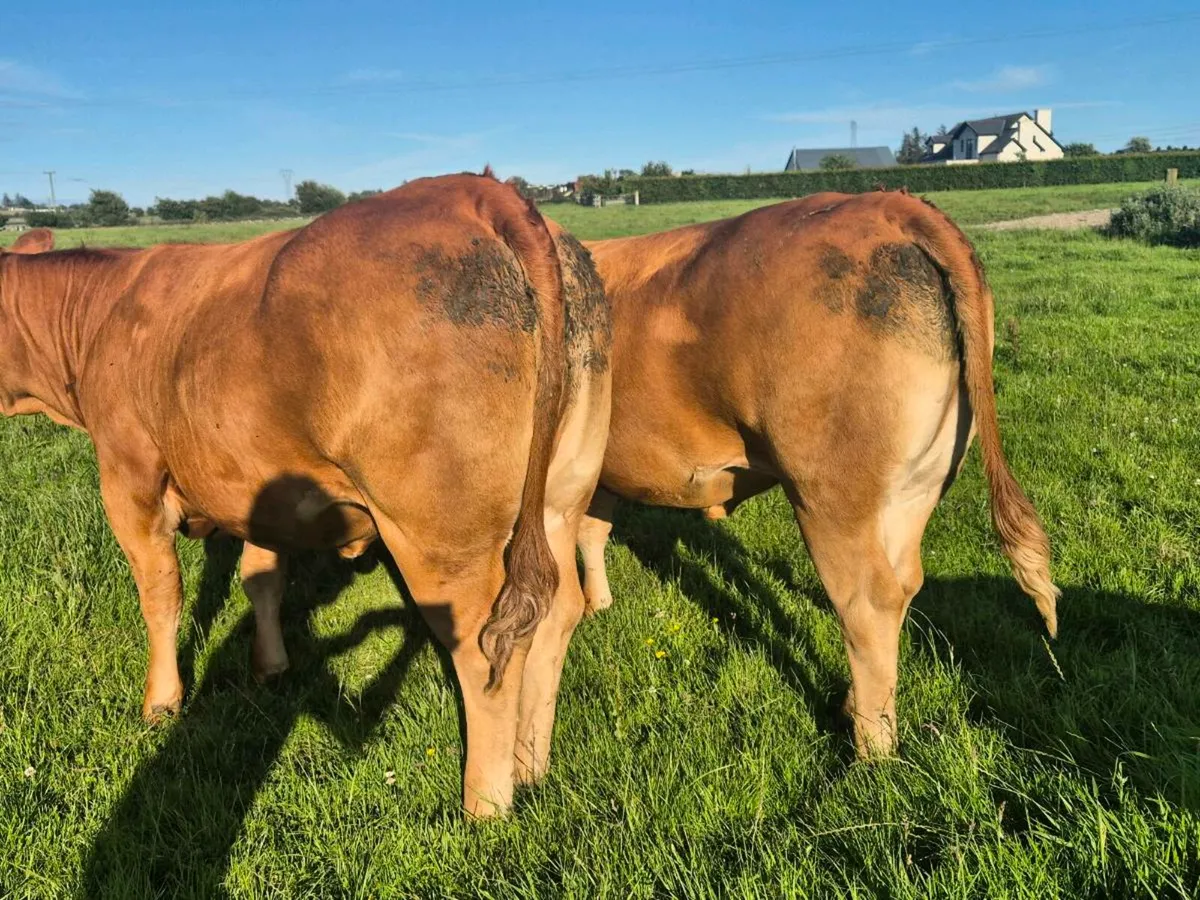 Breeding heifers - Image 4