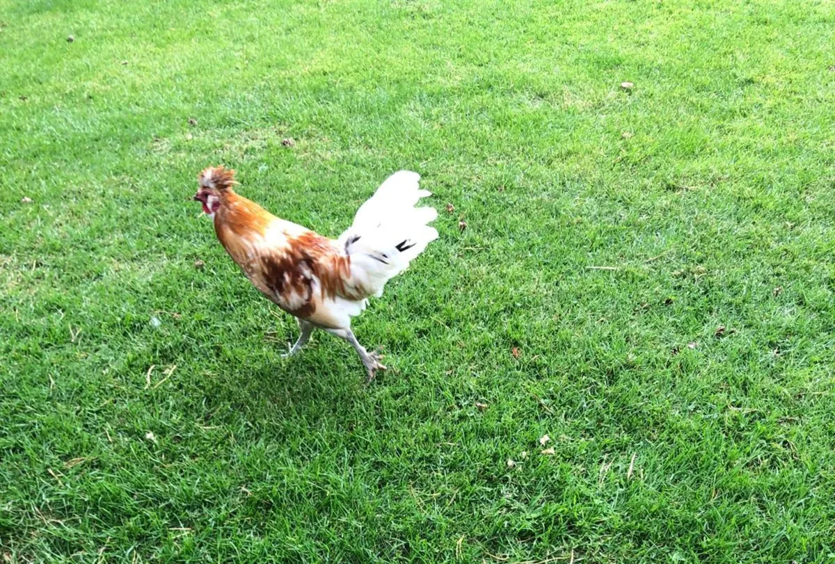 Rooster - free to good home