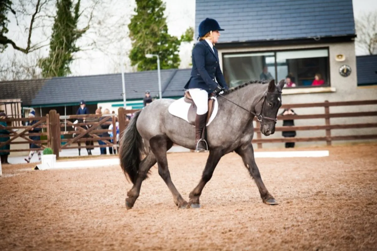 Pony - Image 4