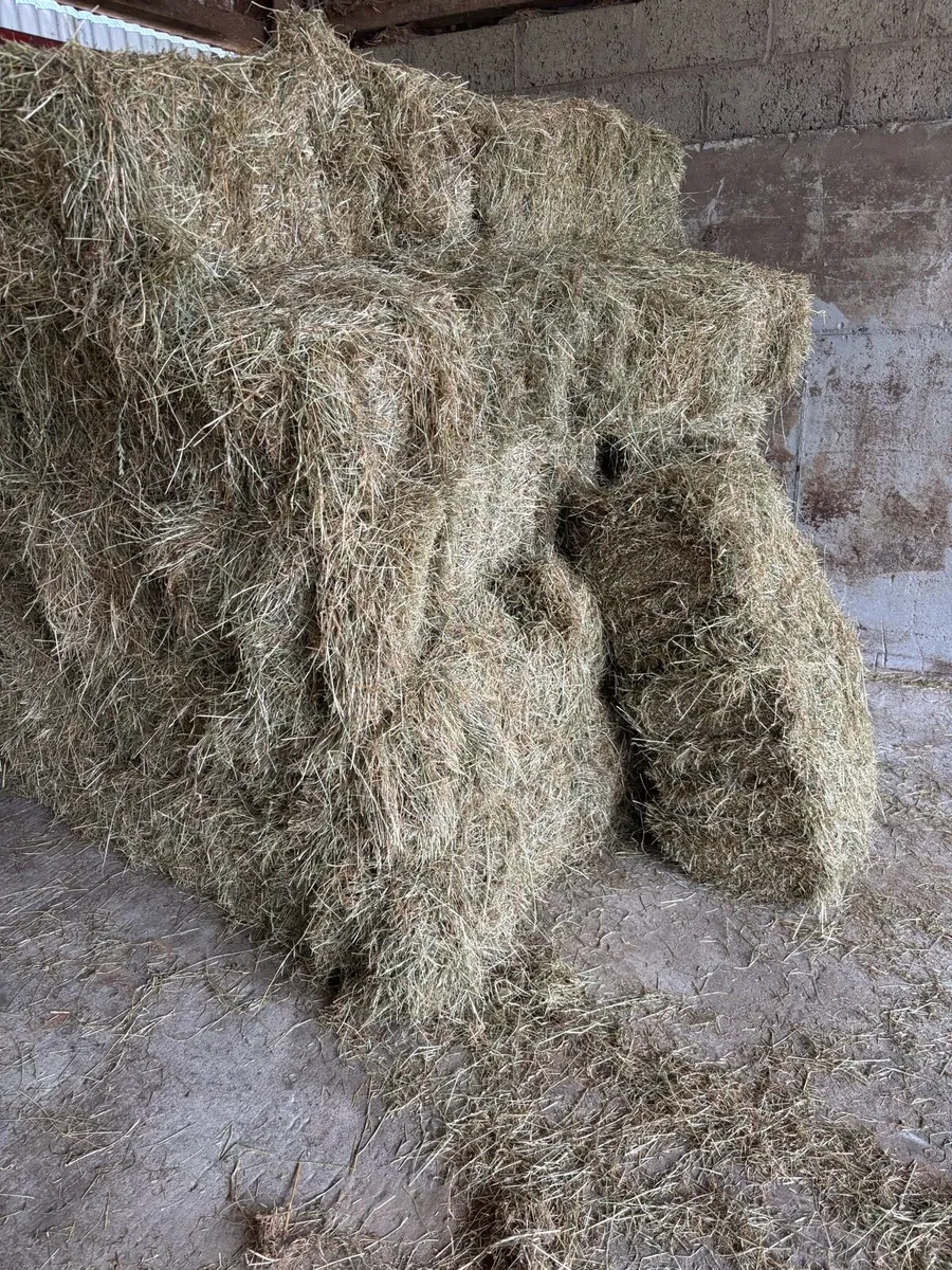 Small square 2025 hay bales - Image 1