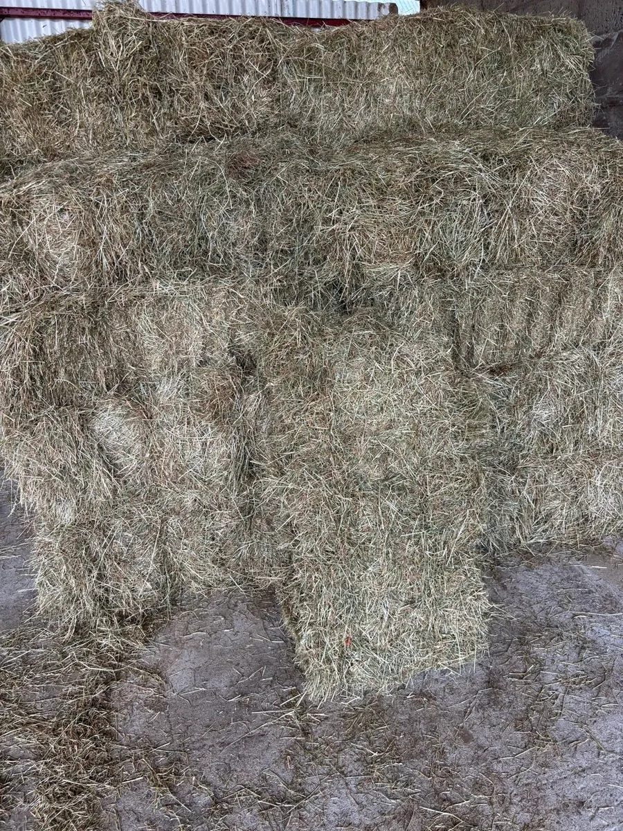 Small square 2025 hay bales - Image 2