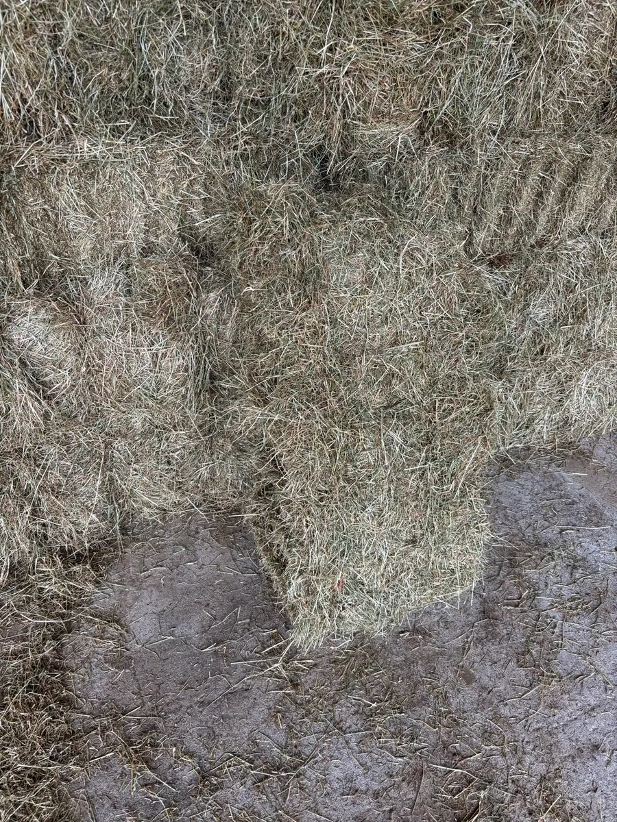 Small square 2025 hay bales - Image 3