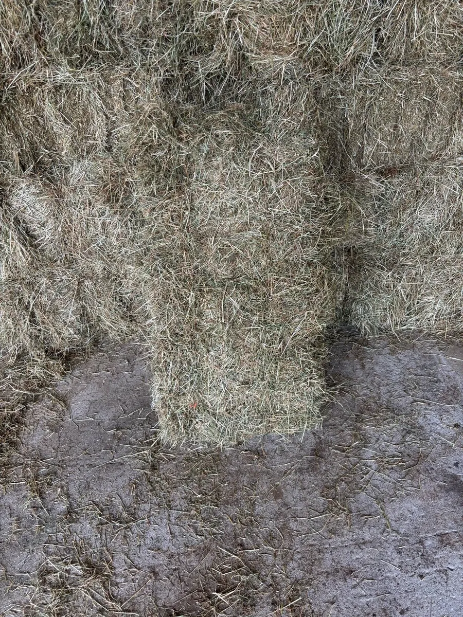 Small square 2025 hay bales - Image 4