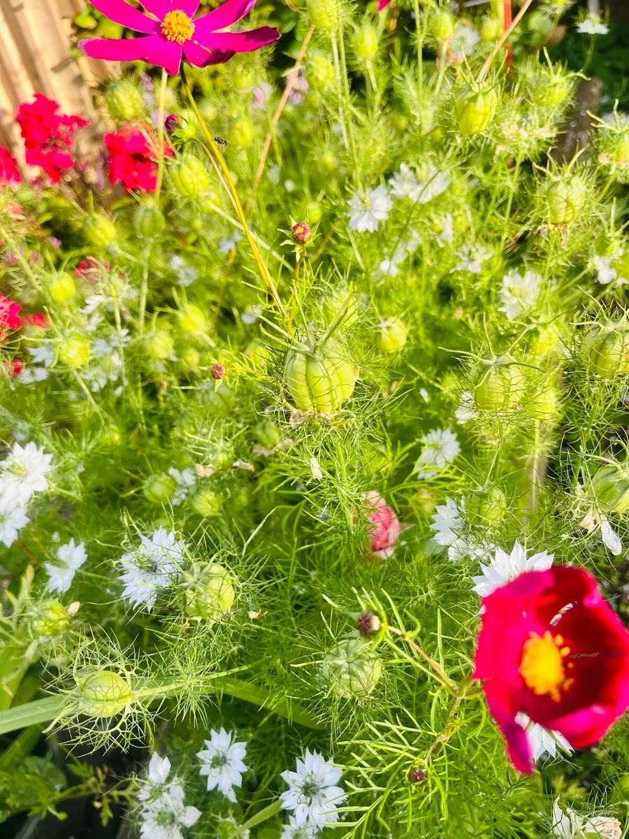 Plants in the big box - Image 1
