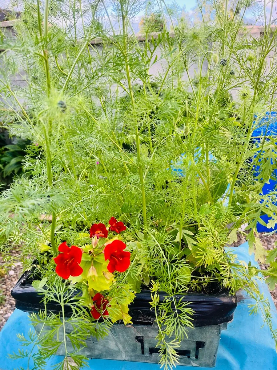Plants in the big box - Image 2