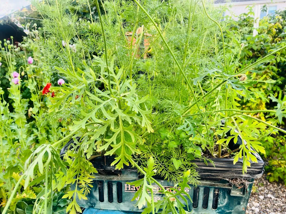 Plants in the big box - Image 3