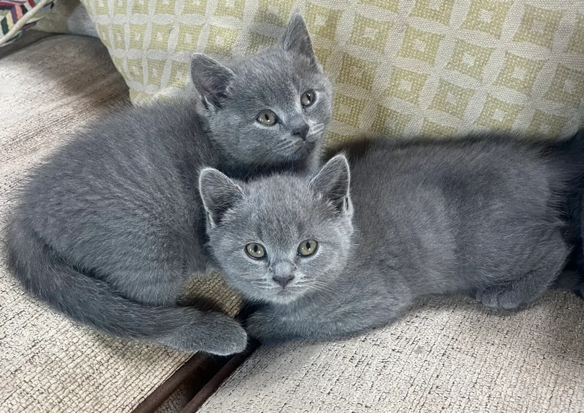 British Blue Shorthair Kittens - Image 3