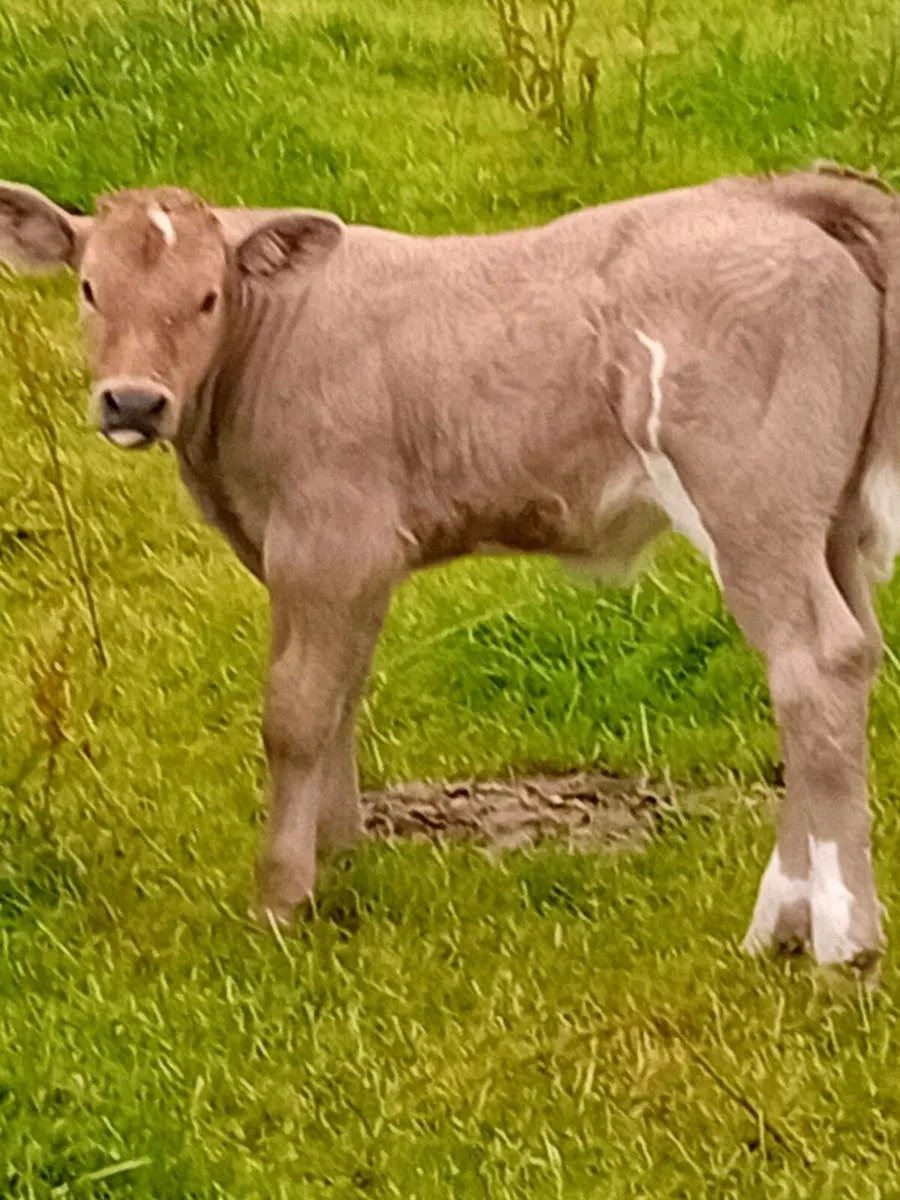 Cow and calf - Image 3