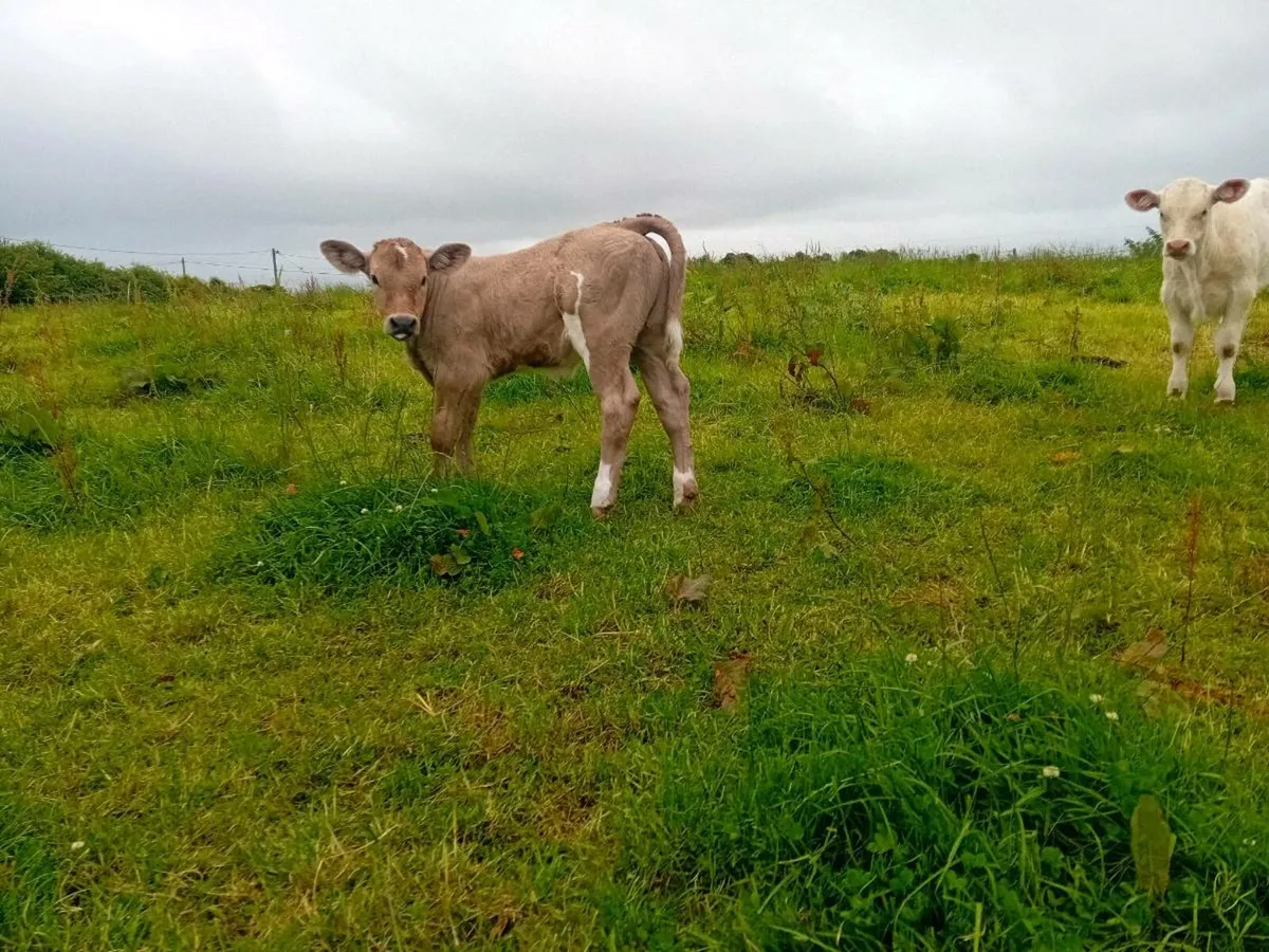 Cow and calf - Image 4