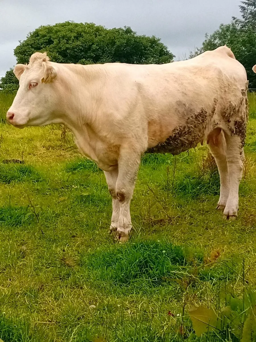 Cow and calf - Image 2