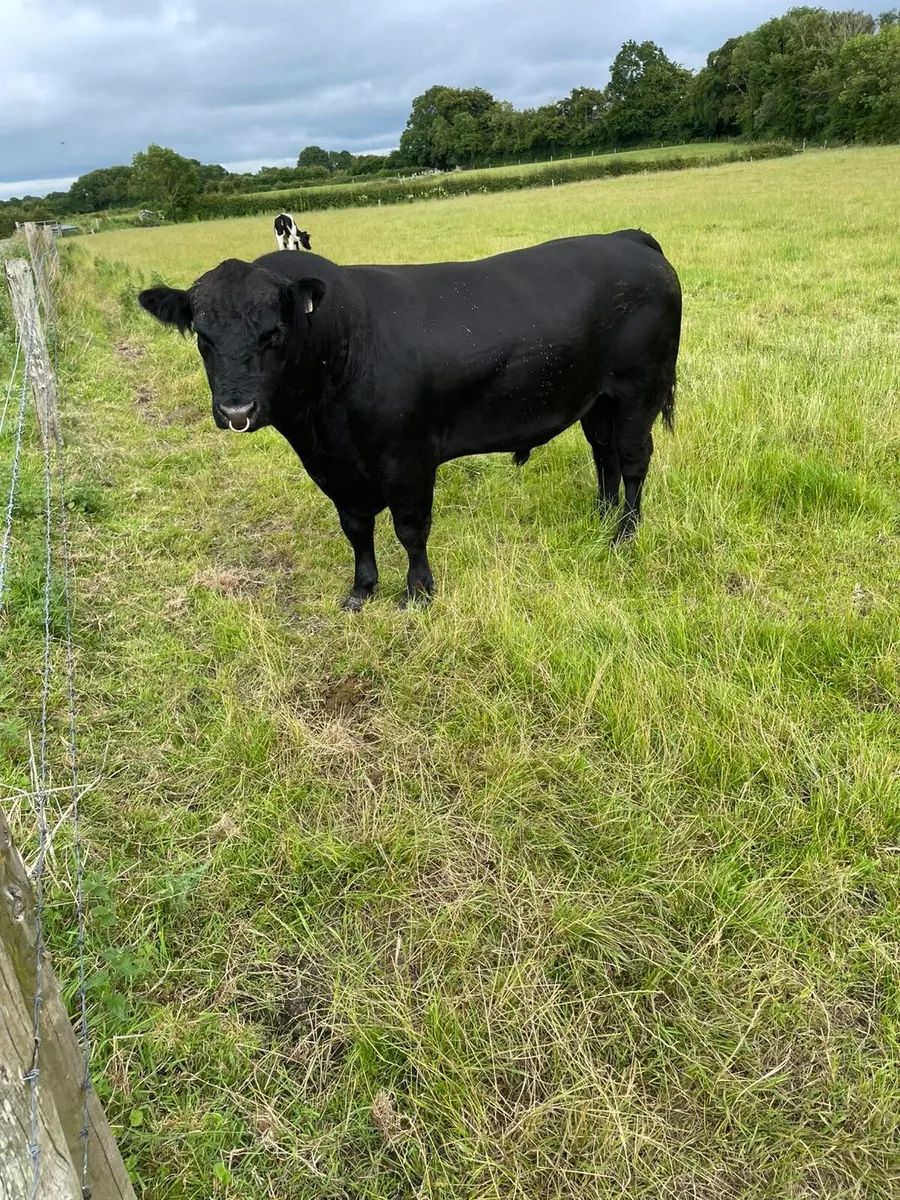 Cattle - Image 1