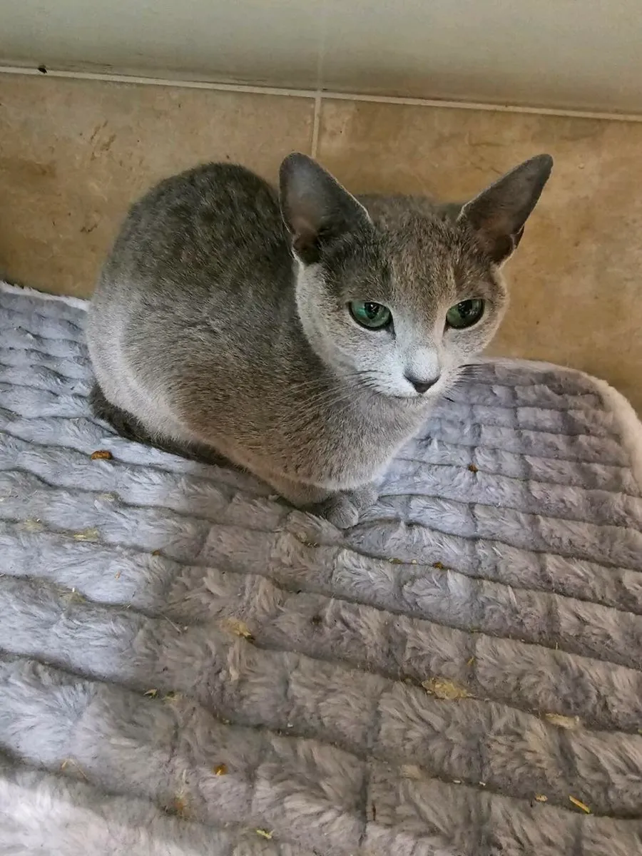 Russian Blue girl available