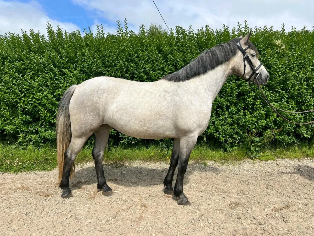 Class 1 Connemara mare - Image 1